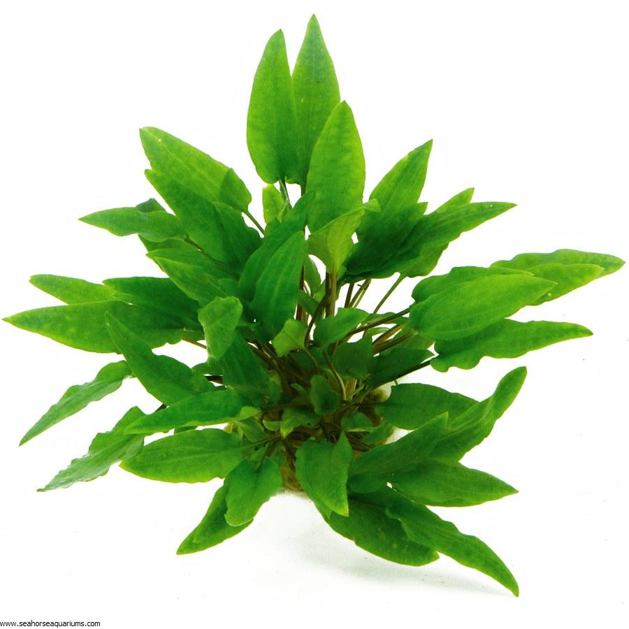 Dennerle Cryptocoryne Wendtii Green Live Aquarium Plant in Pot - Perfect for Freshwater Fish Tanks & Aquascaping