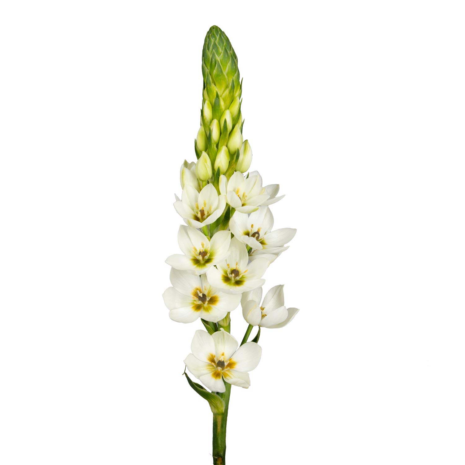 Fresh Cut Ornithogalum Flowers - 120 Stems (20 inches) for Wedding Decor, Home & Office Arrangements, DIY Bouquets, Party Events, Housewarming Gifts, Teacher Appreciation & Engagement Celebrations - Premium Long-Lasting Blooms for Any Special Occasion