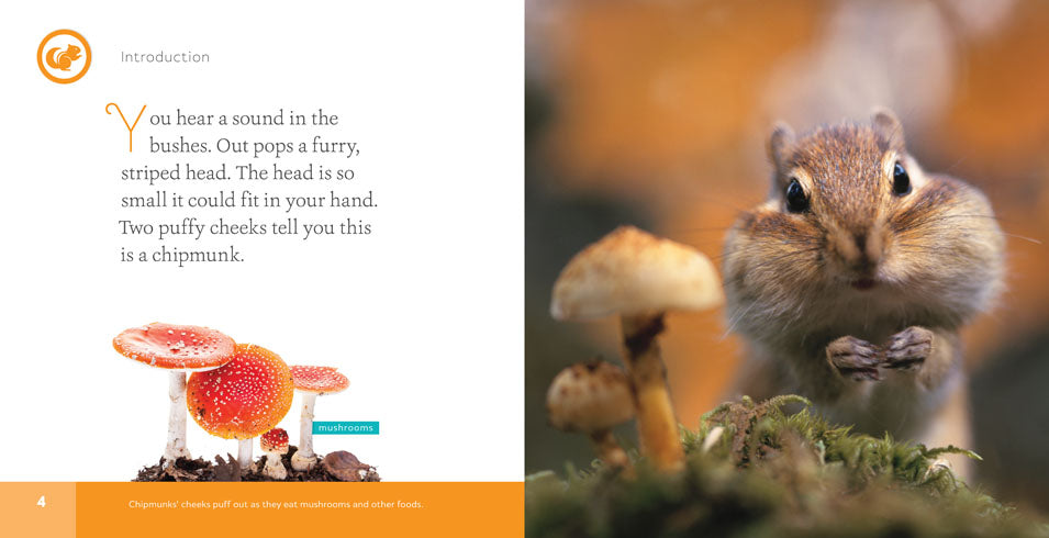 Chipmunks Book 978-1-60818-697-6 - Fun Wildlife Story for Kids, Nature Lovers & Classroom Reading