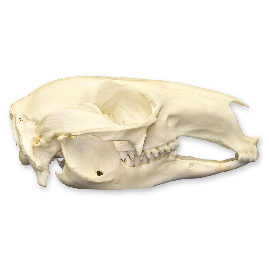 Authentic Red-Necked Wallaby Skull - Rare Collectible Specimen for Science Education, Taxidermy, and Home Decor