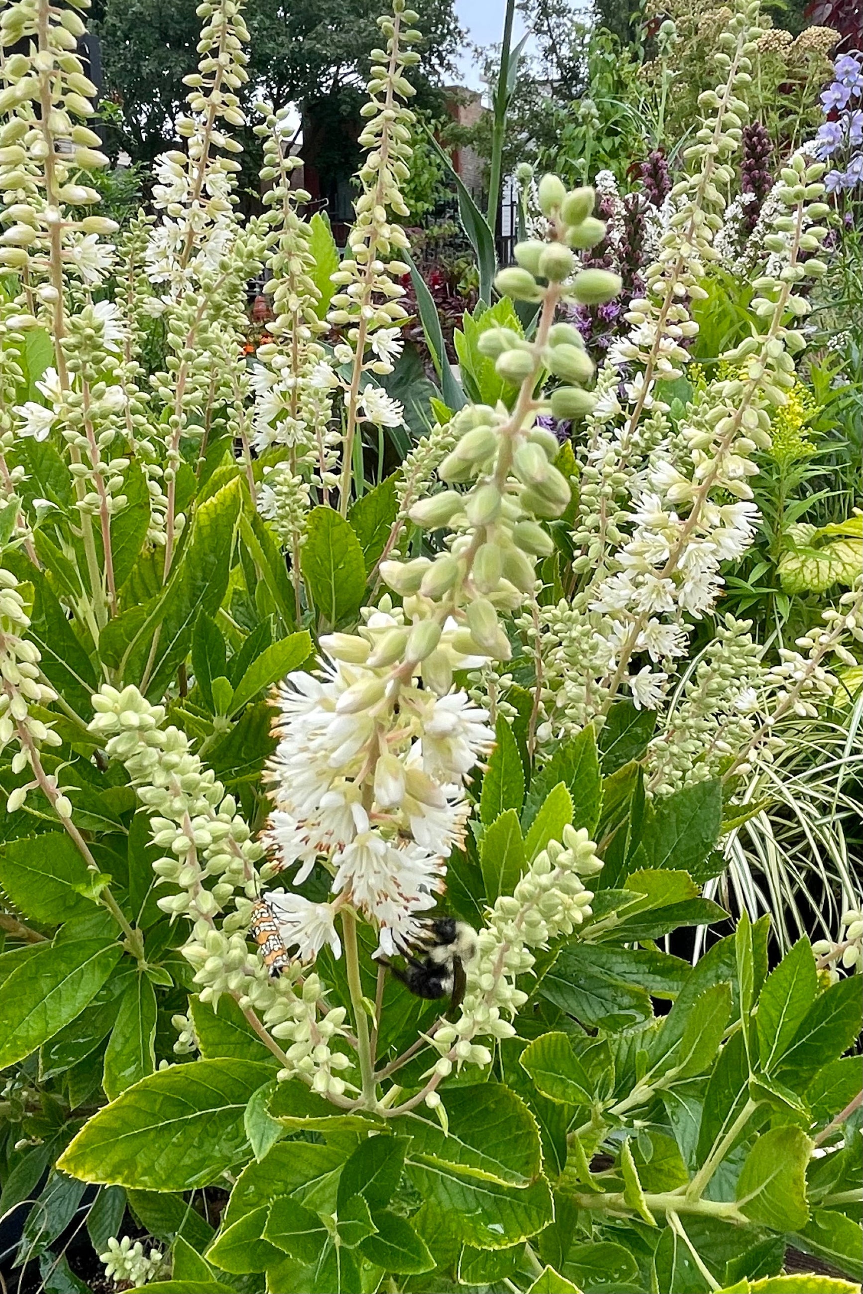 Hummingbird Summersweet (Clethra alnifolia) - #2 Container Size | Fragrant Flowering Shrub for Pollinator Gardens & Landscaping