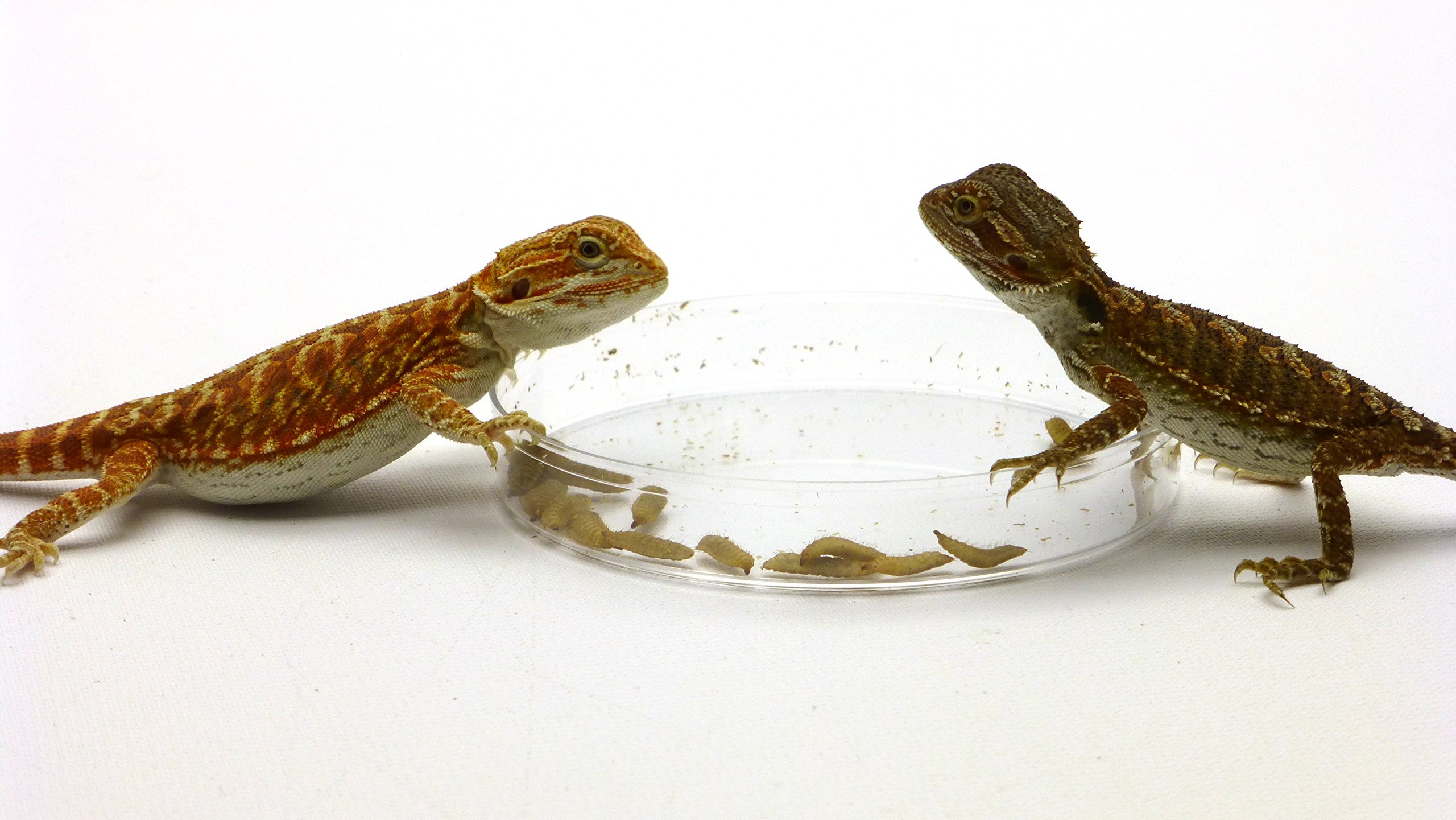 CAROLINACUSTOMCAGES Phoenix Worm Feeding Dishes - Set of 3 | Durable Reptile Food Bowls for Bearded Dragons, Chameleons & Lizards | Perfect for Terrariums & Reptile Habitats