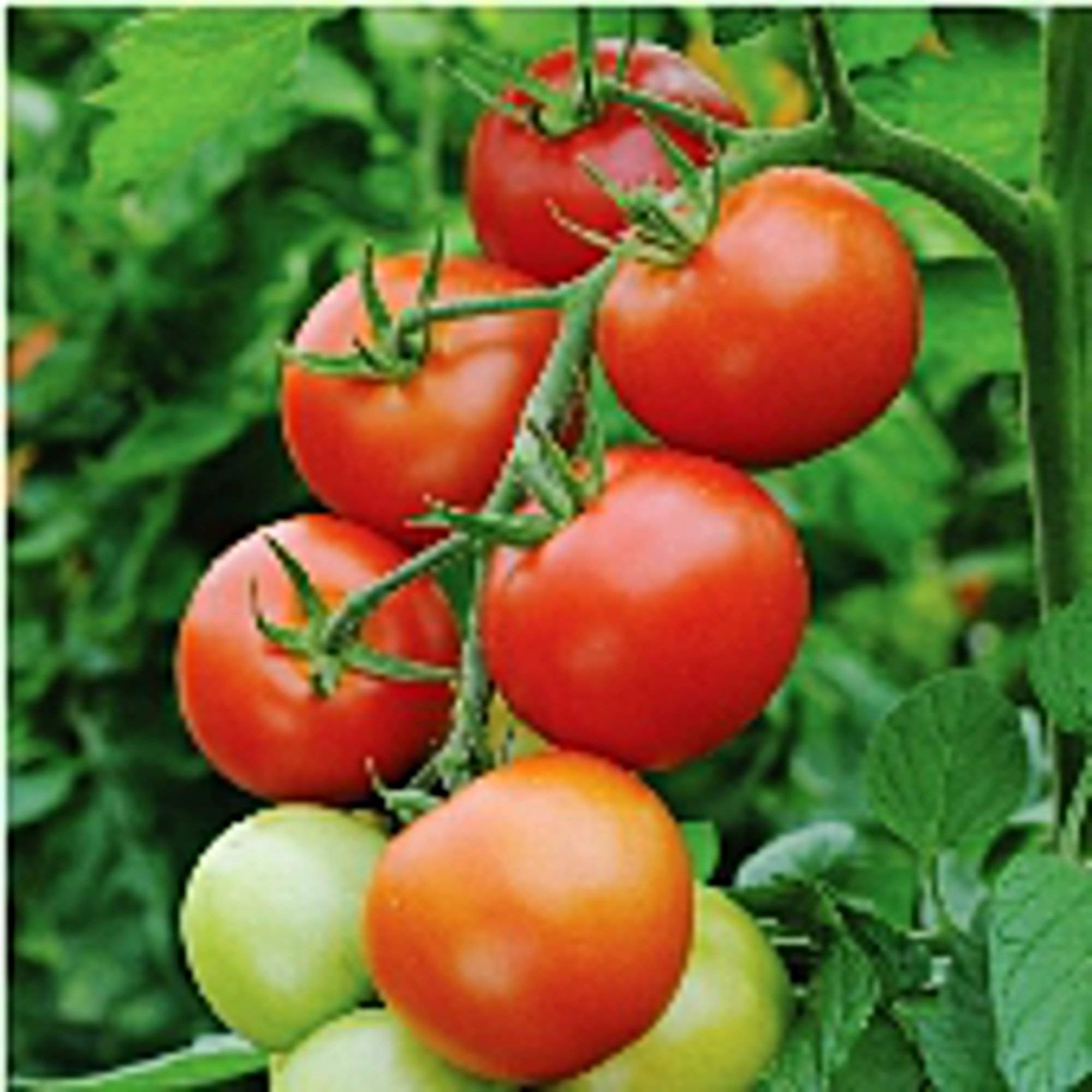 Non-GMO Moneymaker Tomato Seeds (20+ Seeds) - Heirloom Vegetable Seeds for Planting Indoor/Outdoor | Perfect for Home Garden, Greenhouse & Container Gardening | Fresh Salad & Cooking Tomatoes