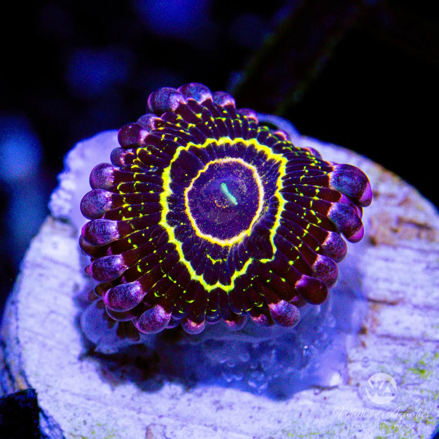 C06 Stratosphere Zoa WYSIWYG - Premium Live Coral for Saltwater Aquariums | Perfect for Reef Tanks & Marine Displays
