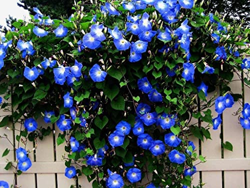 Blue Morning Glory