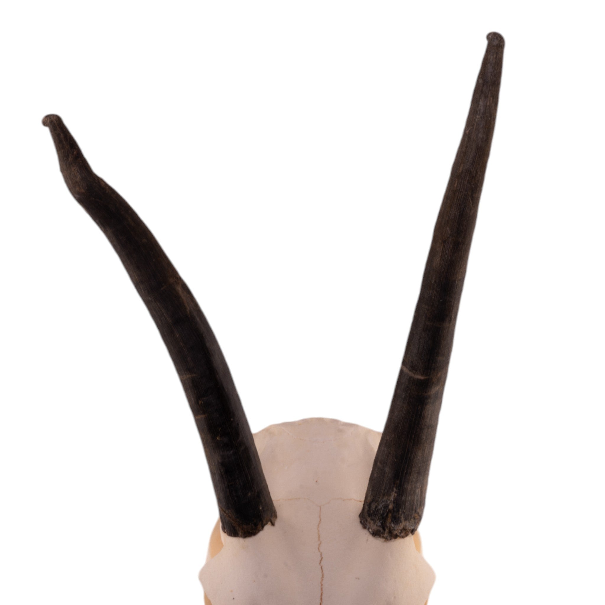 Authentic Gemsbok Skull with Jawbone - Juvenile Taxidermy Specimen for Home Decor, Hunting Trophy, and Gothic Aesthetic Display