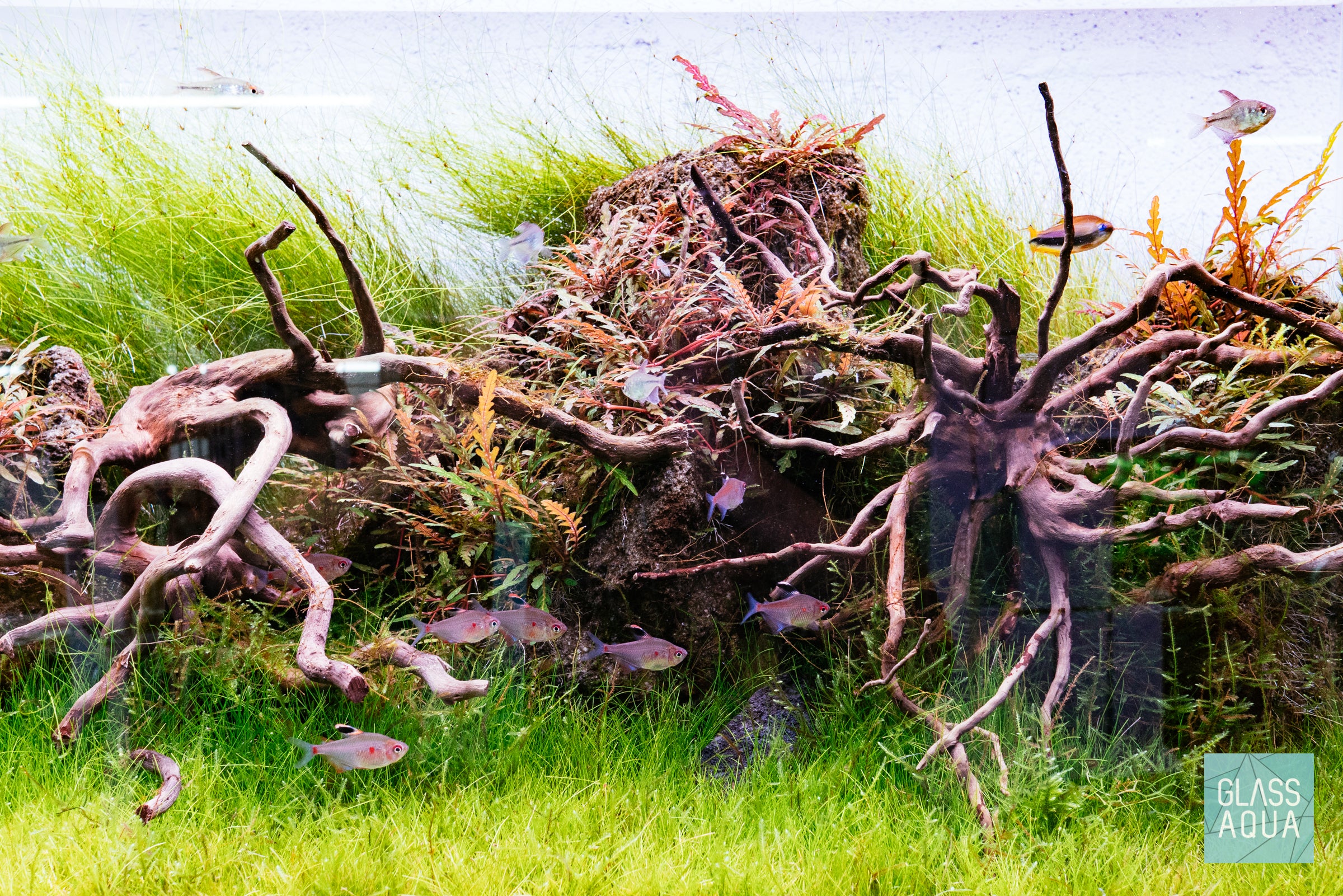 Eleocharis Vivipara Live Aquarium Plants - Freshwater Aquatic Grass for Fish Tanks, Ponds & Aquascaping | Perfect for Shrimp, Betta & Goldfish Habitats