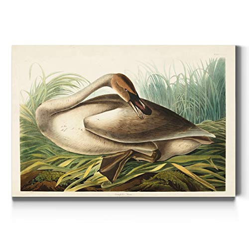 Audubon - Trumpeter Swan