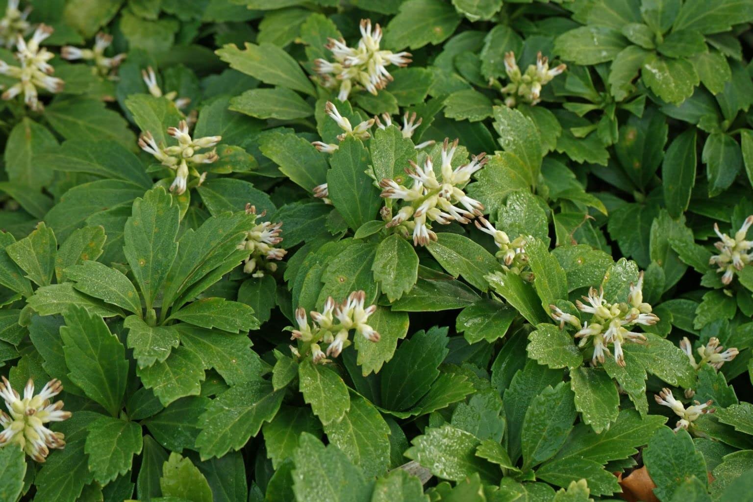 Live Pachysandra Terminalis & Japanese Spurge Ground Cover Plants - 50 Bare Roots for Shade Gardens, Landscaping & Erosion Control | Greenwood Nursery