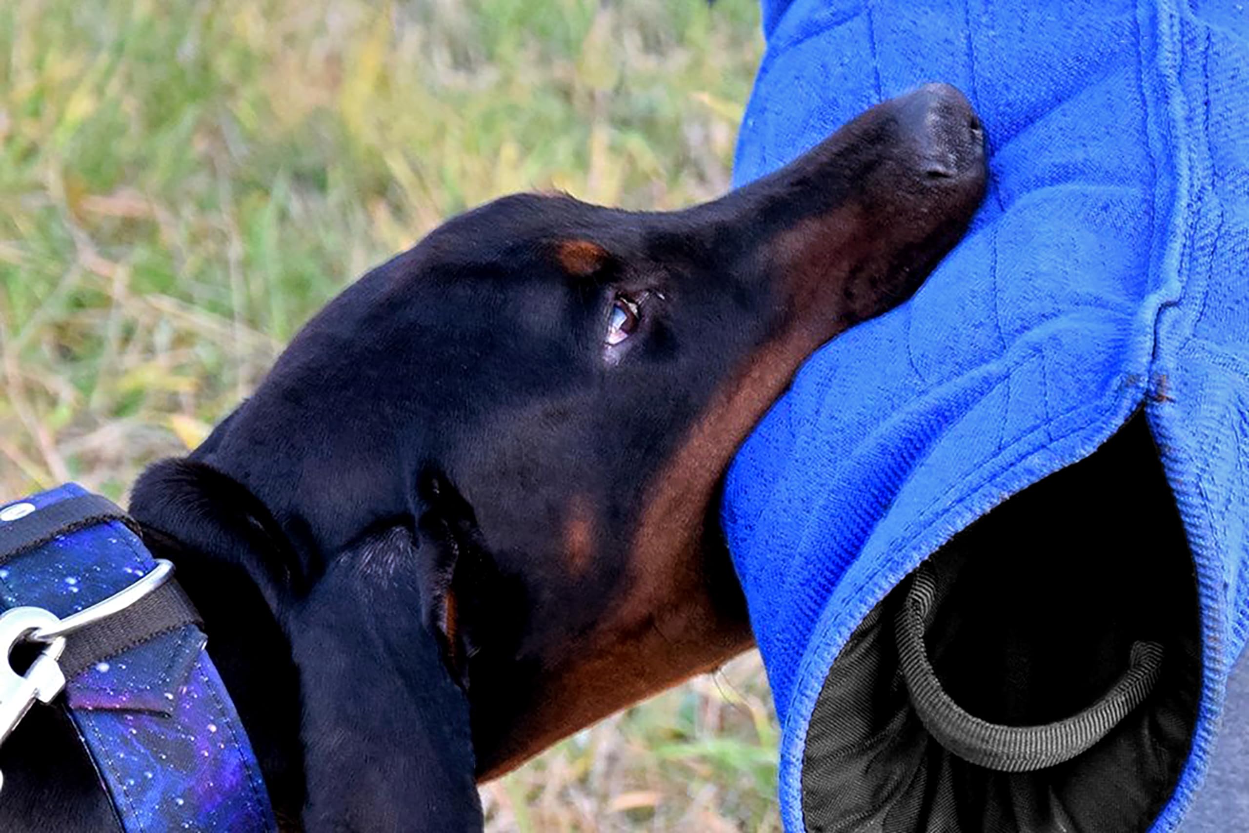 Dingo Gear Medium Hard Nylon Bite Sleeve for Dog Training - Professional Level Blue Protection Sleeve for Adult Dogs - Perfect for Police K9, Security & Bite Work Training