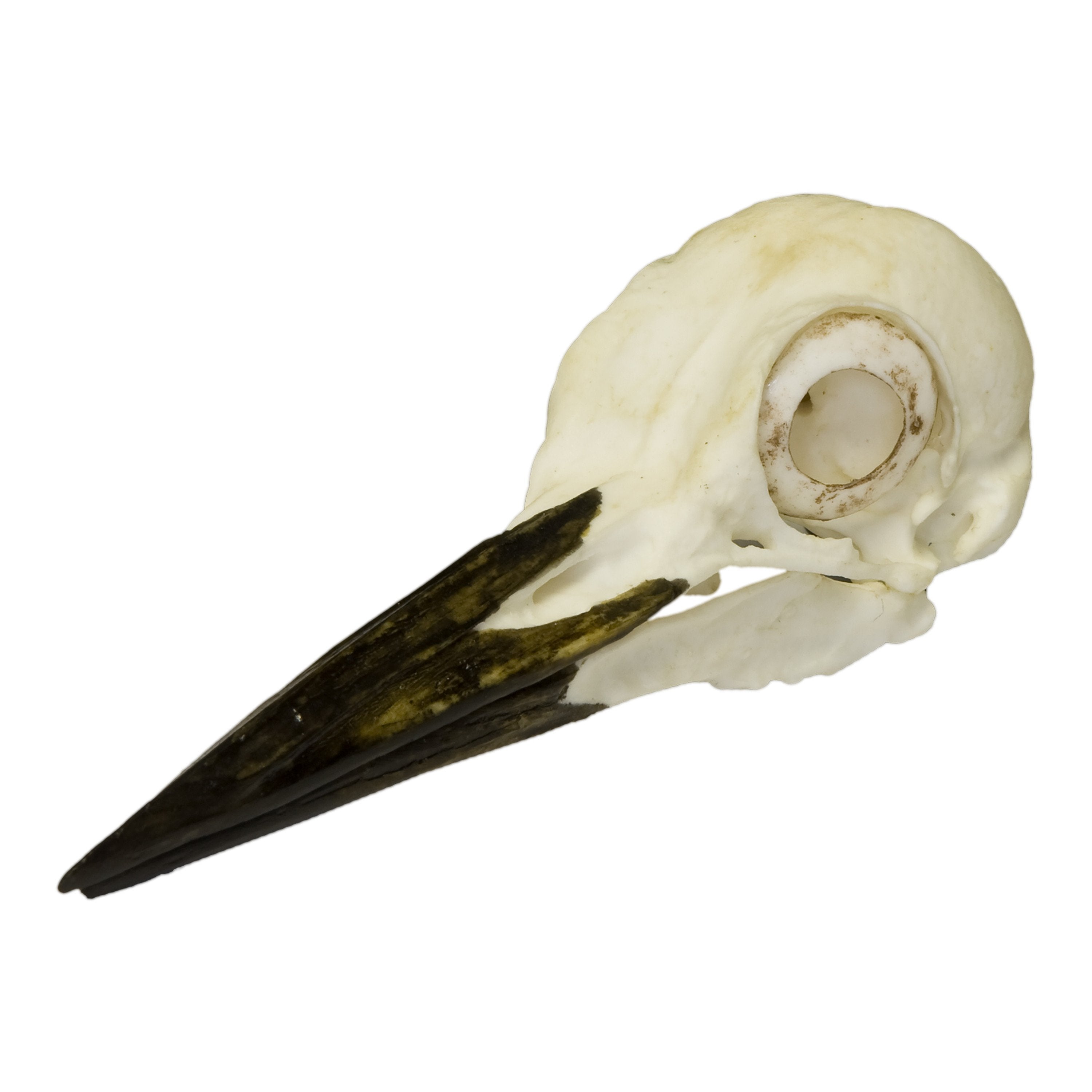 Authentic Replica Pileated Woodpecker Skull - Lifelike Bird Skull Model for Science Education, Home Decor & Gothic Collections | Perfect for Biology Classrooms, Halloween Decor & Taxidermy Displays