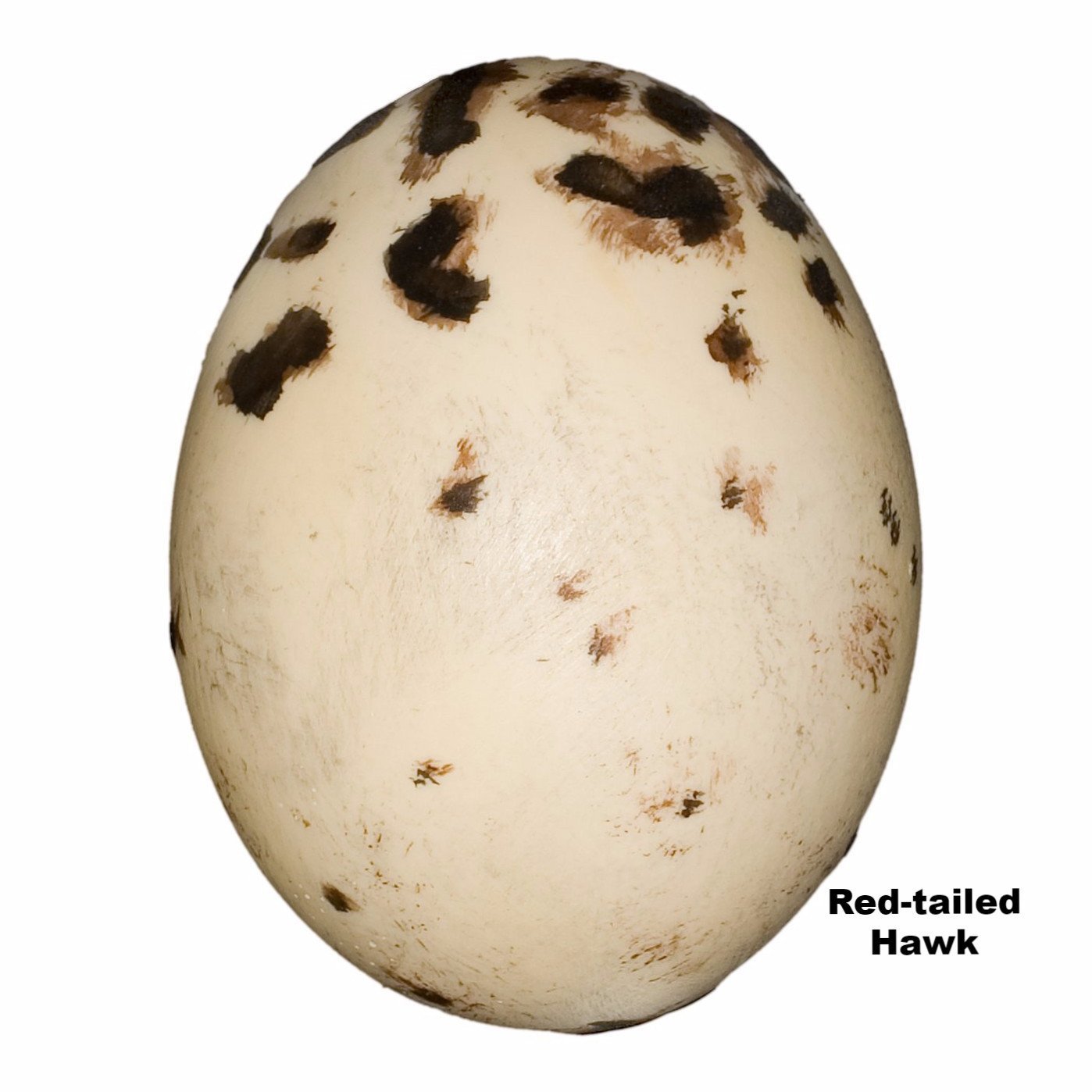 Authentic Replica Red-Tailed Hawk Egg - 59mm Lifelike Decoration for Nature Enthusiasts & Collectors | Perfect for Home Decor, Educational Displays & Wildlife Collections