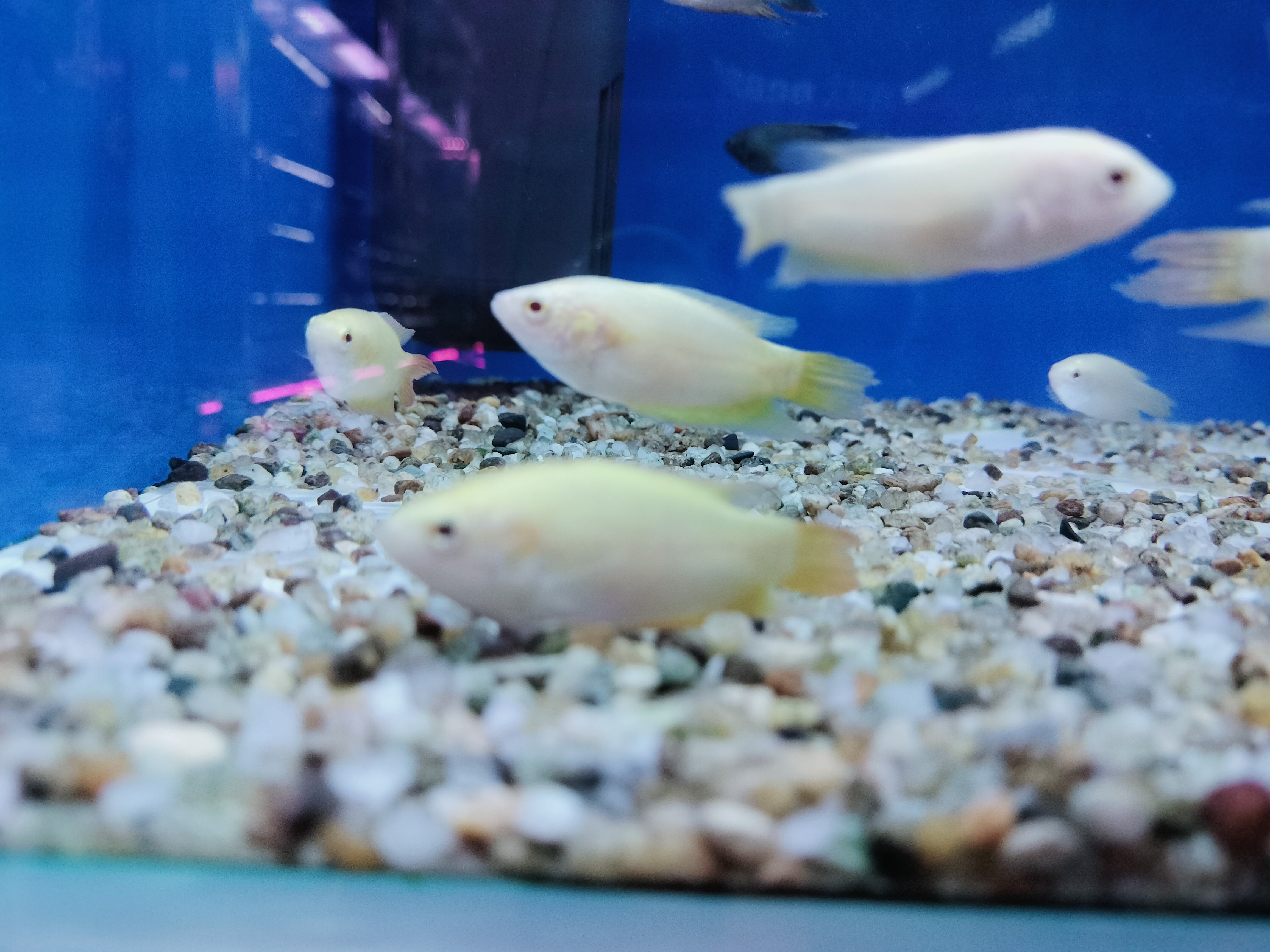 Golden Paradise Fish - Live Freshwater Aquarium Fish for Sale | Exotic Pet Fish for Home Aquariums & Fish Tanks | Perfect for Beginners & Aquatic Enthusiasts