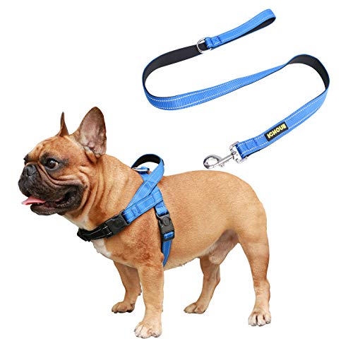Blue Harness with Leash