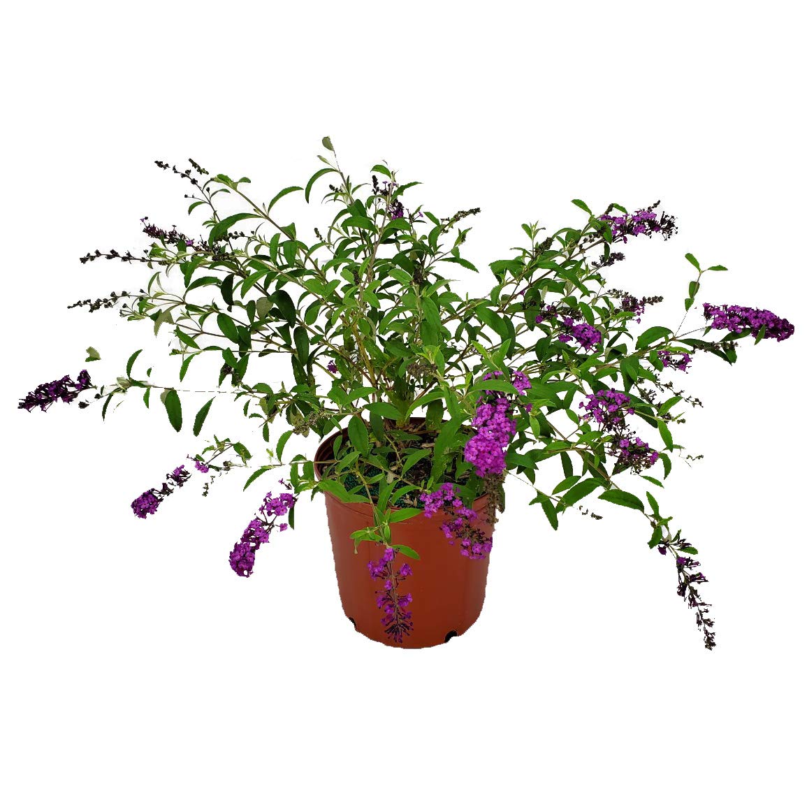 Royal Purple Buddleia Bush - Live Flowering Plant 18