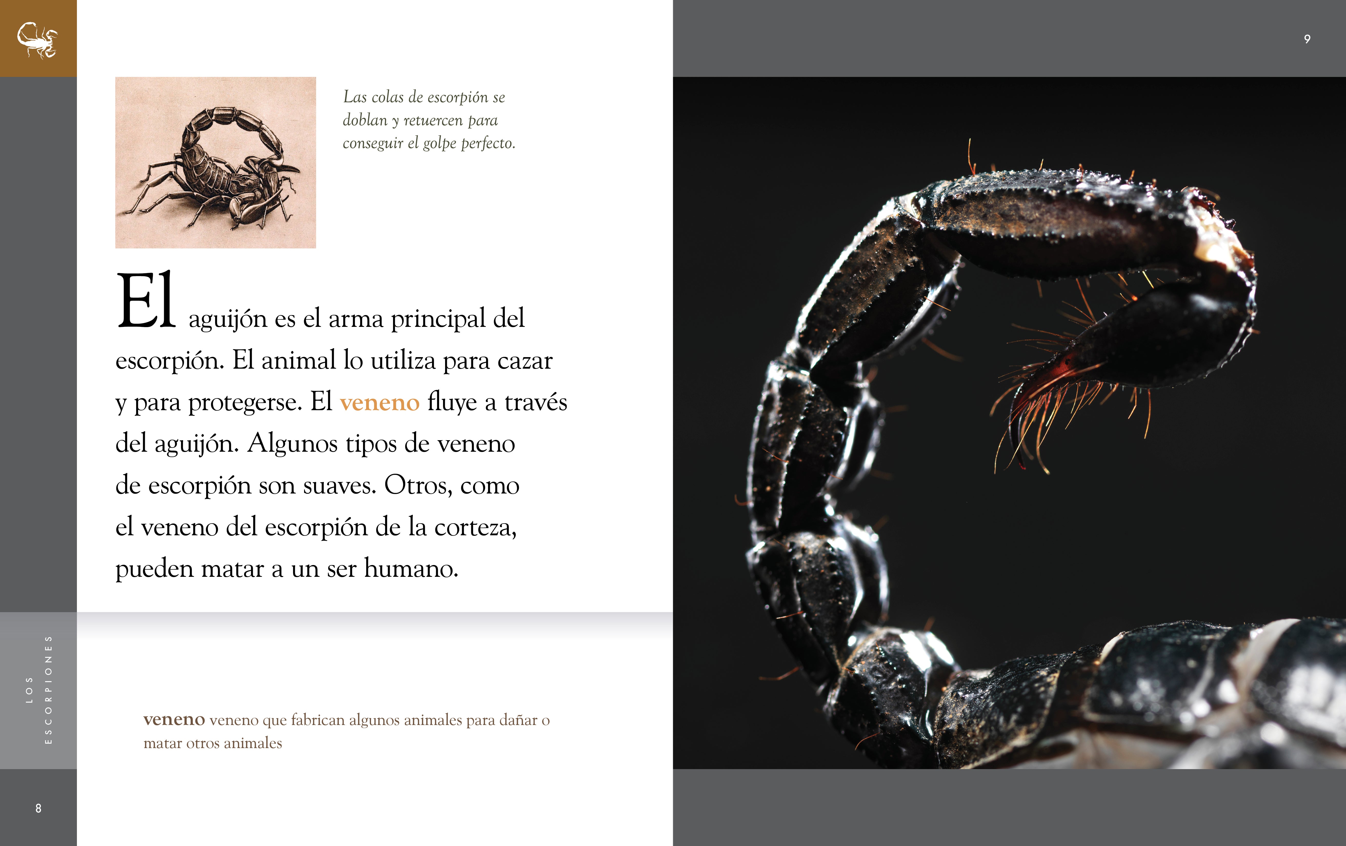 Scorpions Planet Animal 2025 - Exotic Pet Terrarium Decor & Unique Wildlife Collectible for Reptile Lovers