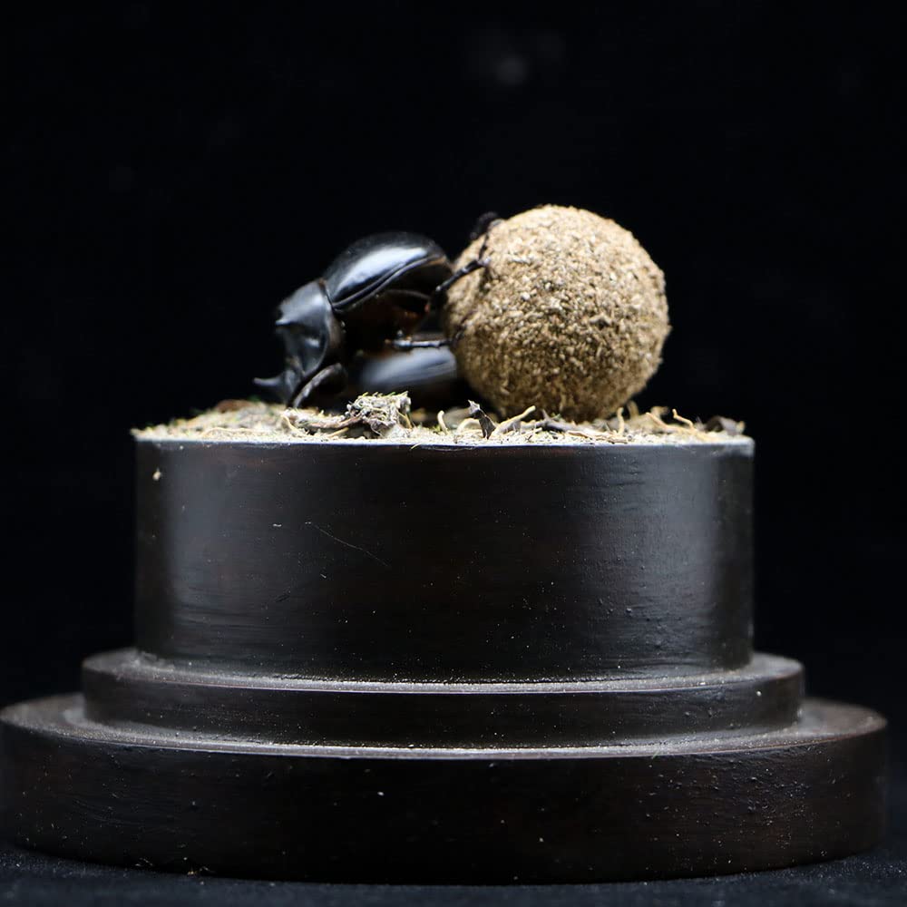 Dung Beetle Insect Specimen in Glass Display Case - Realistic Taxidermy Micro-Landscape for Science Education, Home Decor & Unique Gift Ideas | Perfect for Entomology Collectors, Nature Lovers & Classroom Displays
