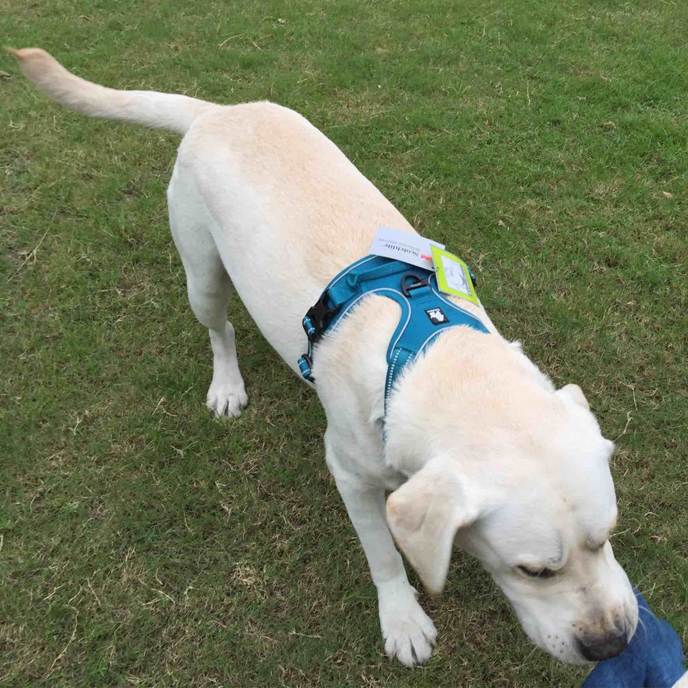 SGODA No Pull Dog Harness with Handle - Adjustable Pet Vest for Small Dogs (Blue) - Perfect for Walking, Training & Outdoor Adventures