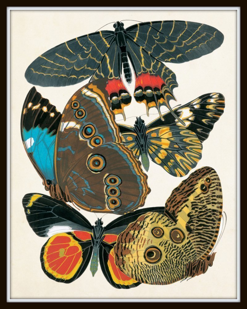 Art Nouveau Butterfly Print Set No.1 - 12 Giclee Seguy Butterfly Wall Art Prints (Unframed) - Perfect for Home Decor, Office Wall Art & Gift Giving
