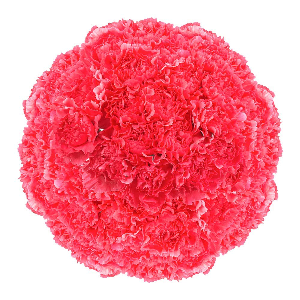 350 Fresh Hot Pink Carnations - Premium Cut Flowers for Anniversary, Birthday, Bridal Shower & Women's Day - Long-Lasting Floral Gift for Home Decor, Wedding Centerpieces & Special Occasions