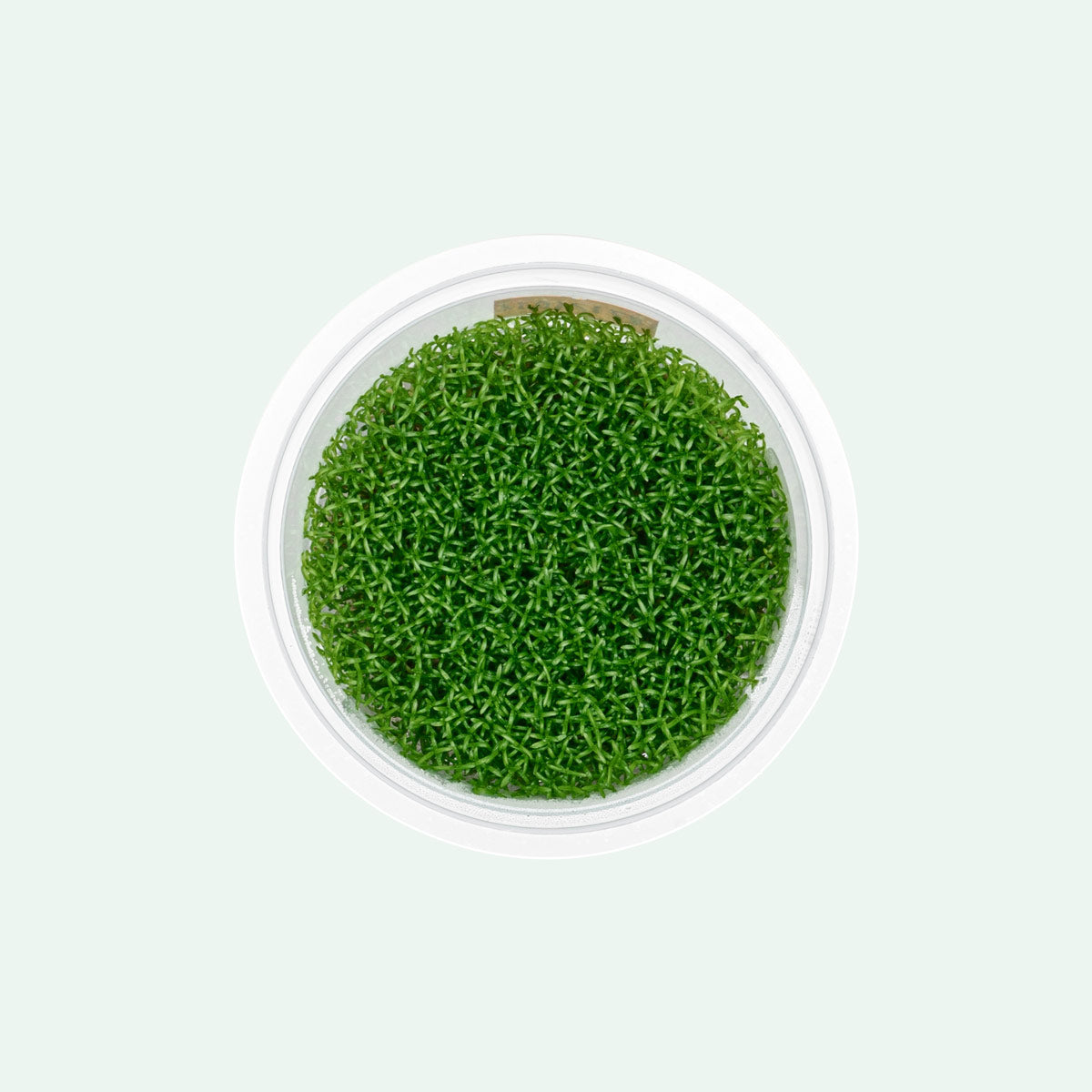 Hedyotis Salzmannii (Snake Needle Grass) - Natural Herbal Supplement for Immune Support & Wellness | Perfect for Tea, Tinctures & Holistic Remedies