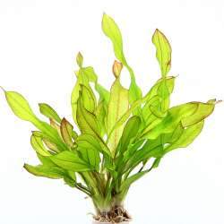Dennerle Echinodorus Green Chameleon Live Aquarium Plant in Pot - Perfect for Freshwater Fish Tanks & Aquascaping
