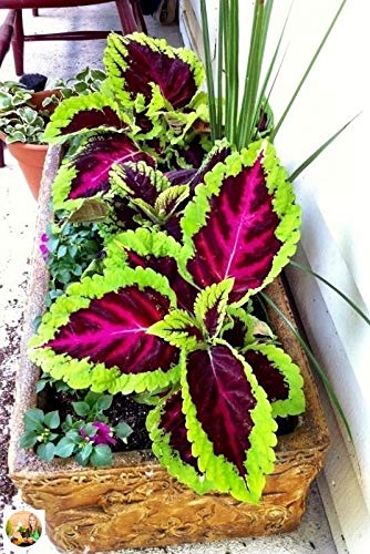 Coleus Blumei Seed Mix - Painted Nettle Non-GMO Flower Seeds (200+ Seeds) for Gardening, Landscaping & Indoor/Outdoor Planting