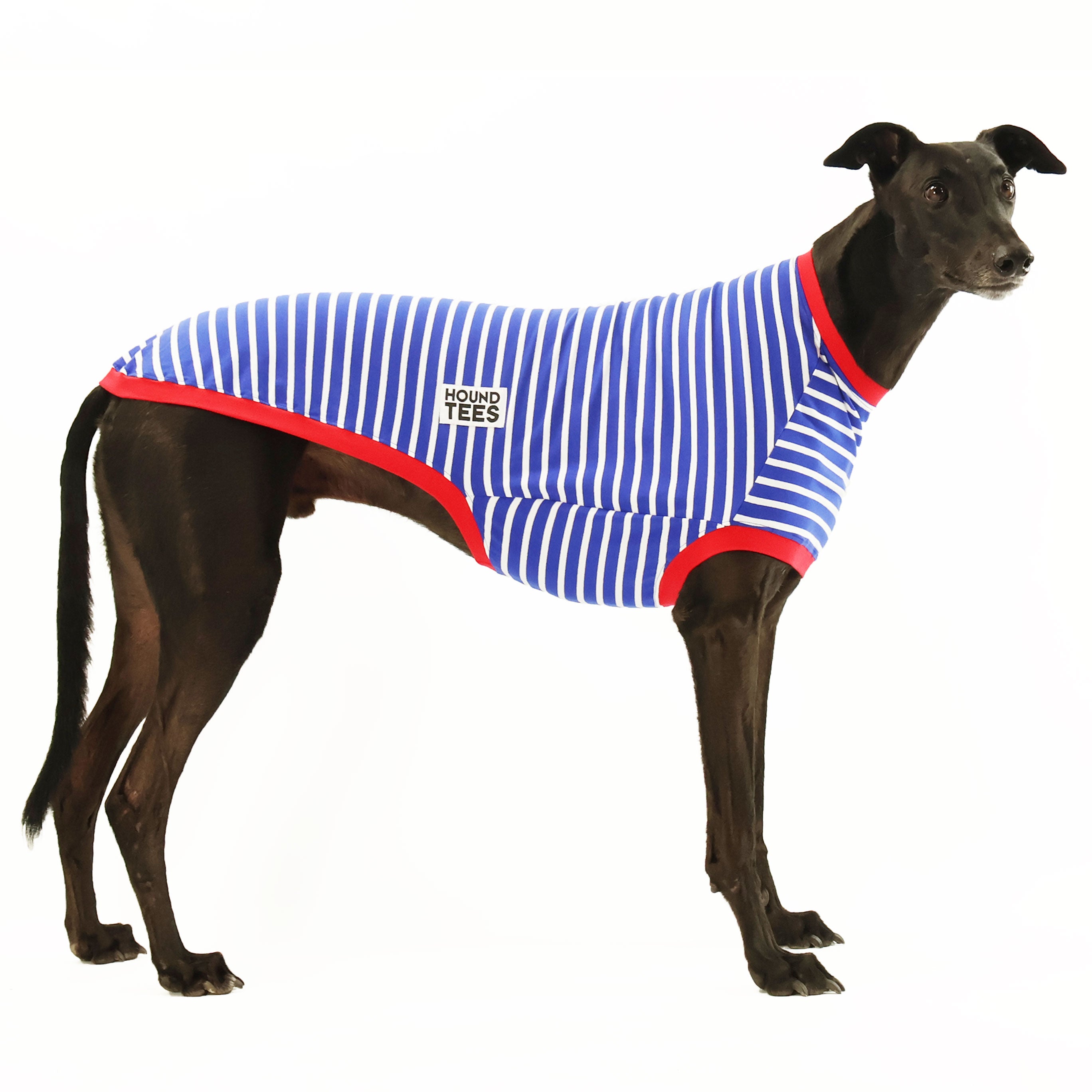 Blue Breton Greyhound Sleeveless Hound T-Shirt - Comfortable Dog Lover Apparel for Casual Wear & Outdoor Activities