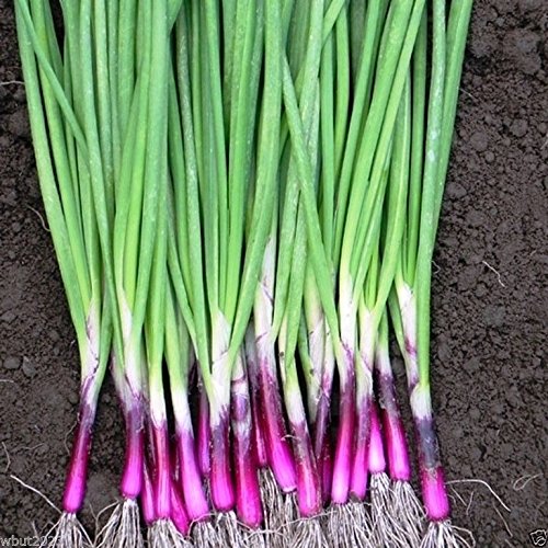 RED Bunching Apache Onion Seeds - 500 Count for Spring, Late Summer & Fall Planting | Perfect for Home Gardens, Urban Farming & Sustainable Agriculture