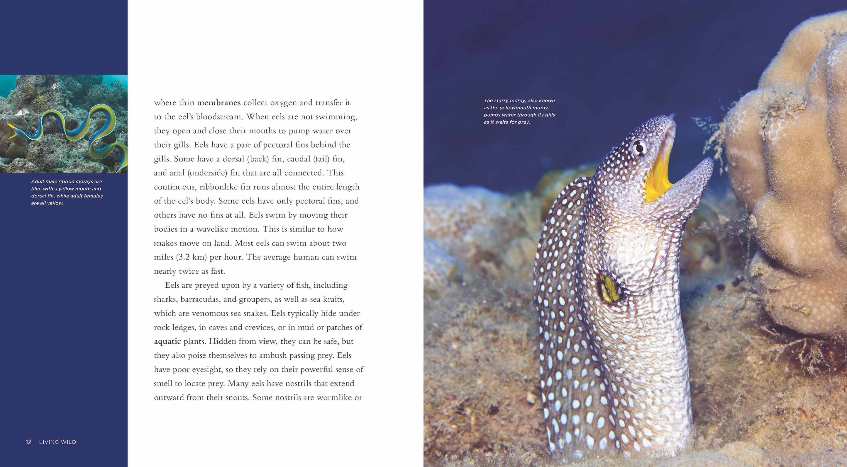 Eels: Biology, Behavior, and Conservation - ISBN 9781608189571 | Perfect for Marine Biology Studies & Nature Enthusiasts