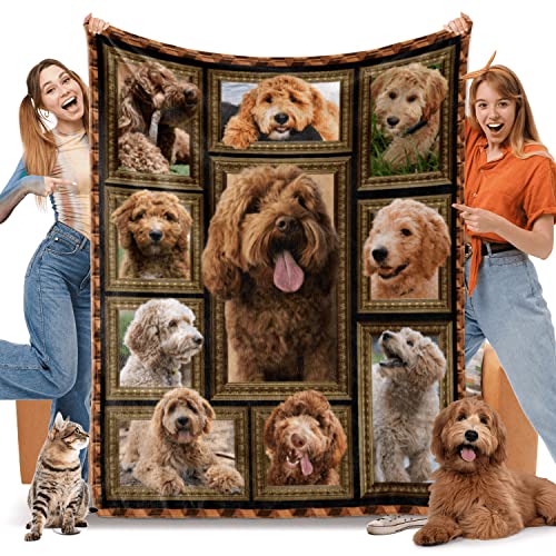 Labradoodle