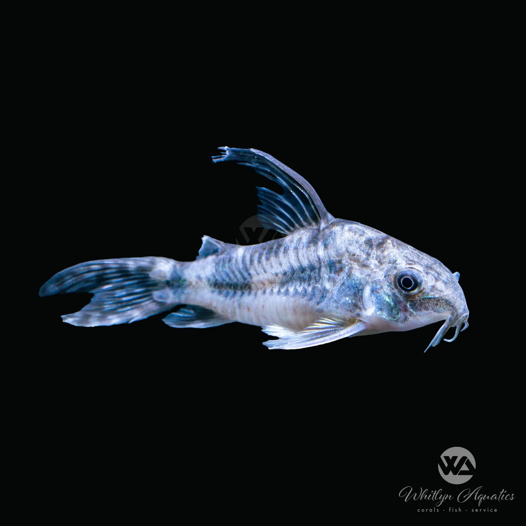 Longfin Peppered Cory Catfish (Corydoras paleatus) - Live Freshwater Aquarium Fish for Planted Tanks & Community Aquariums