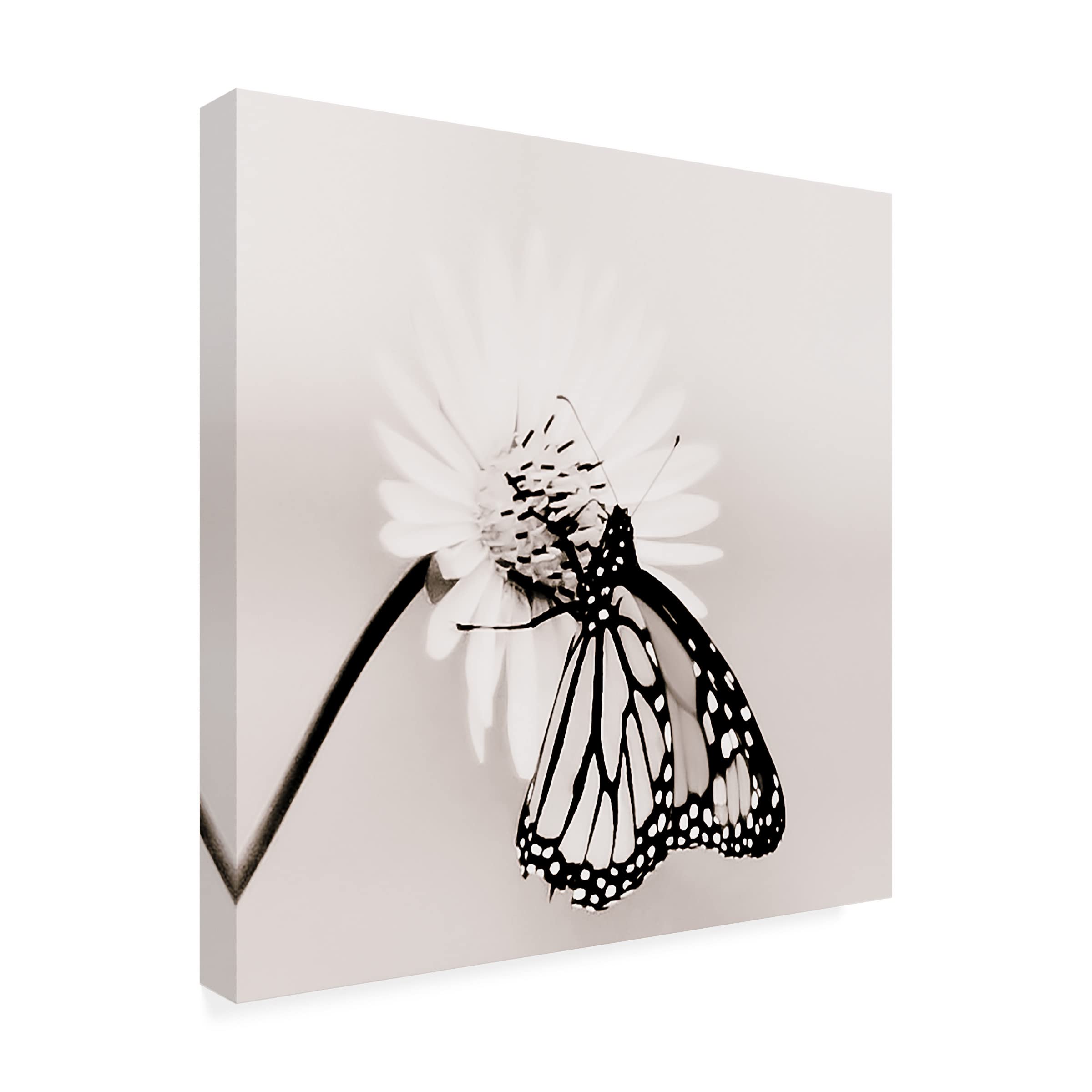 Blue Palomino 'Butterfly' Canvas Art Print - Modern Wall Decor for Living Room, Bedroom & Office - Trademark Fine Art Collection