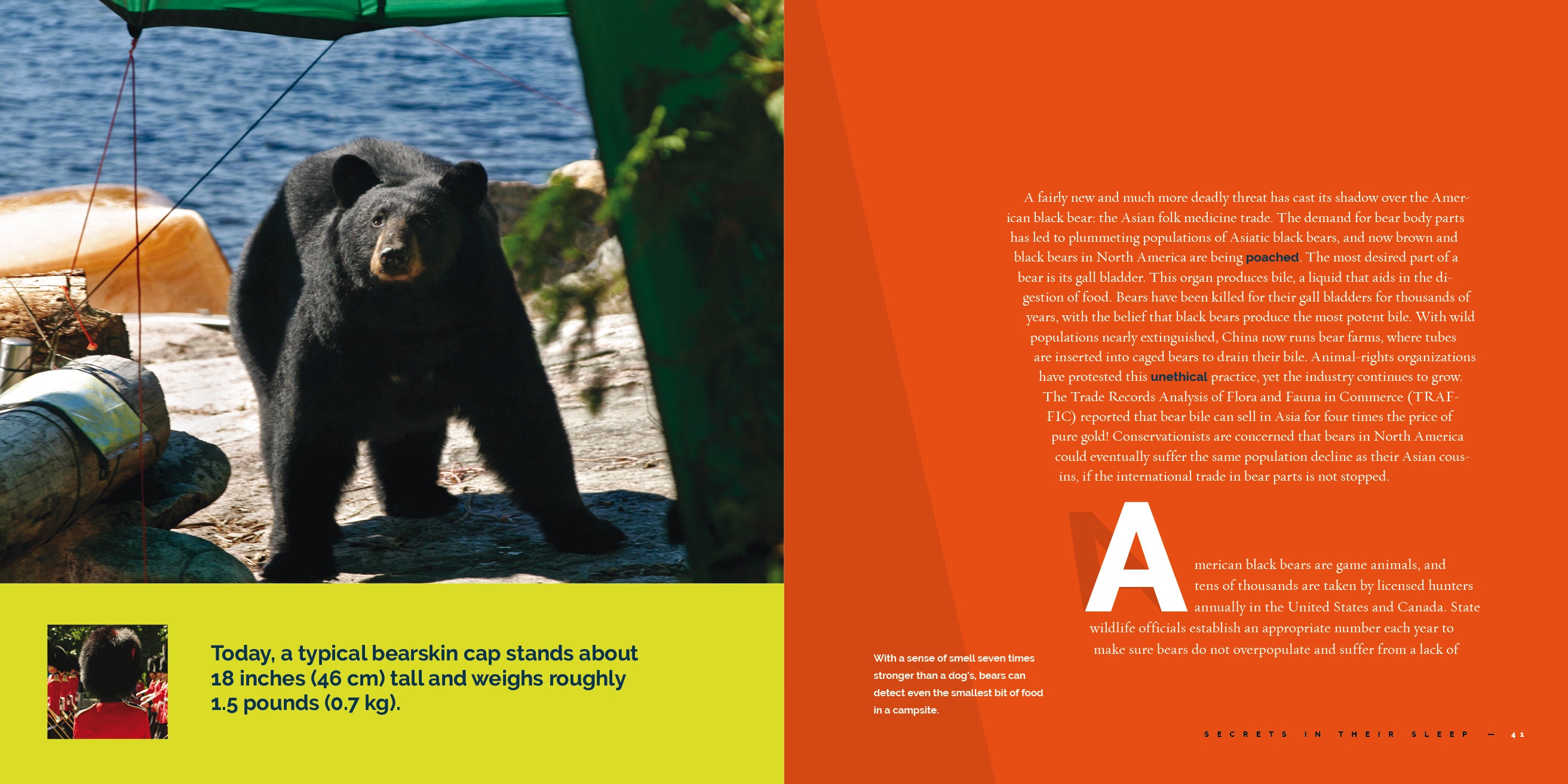 Black Bears Book - 9781640267749 - Wildlife Education & Nature Exploration for Kids & Adults