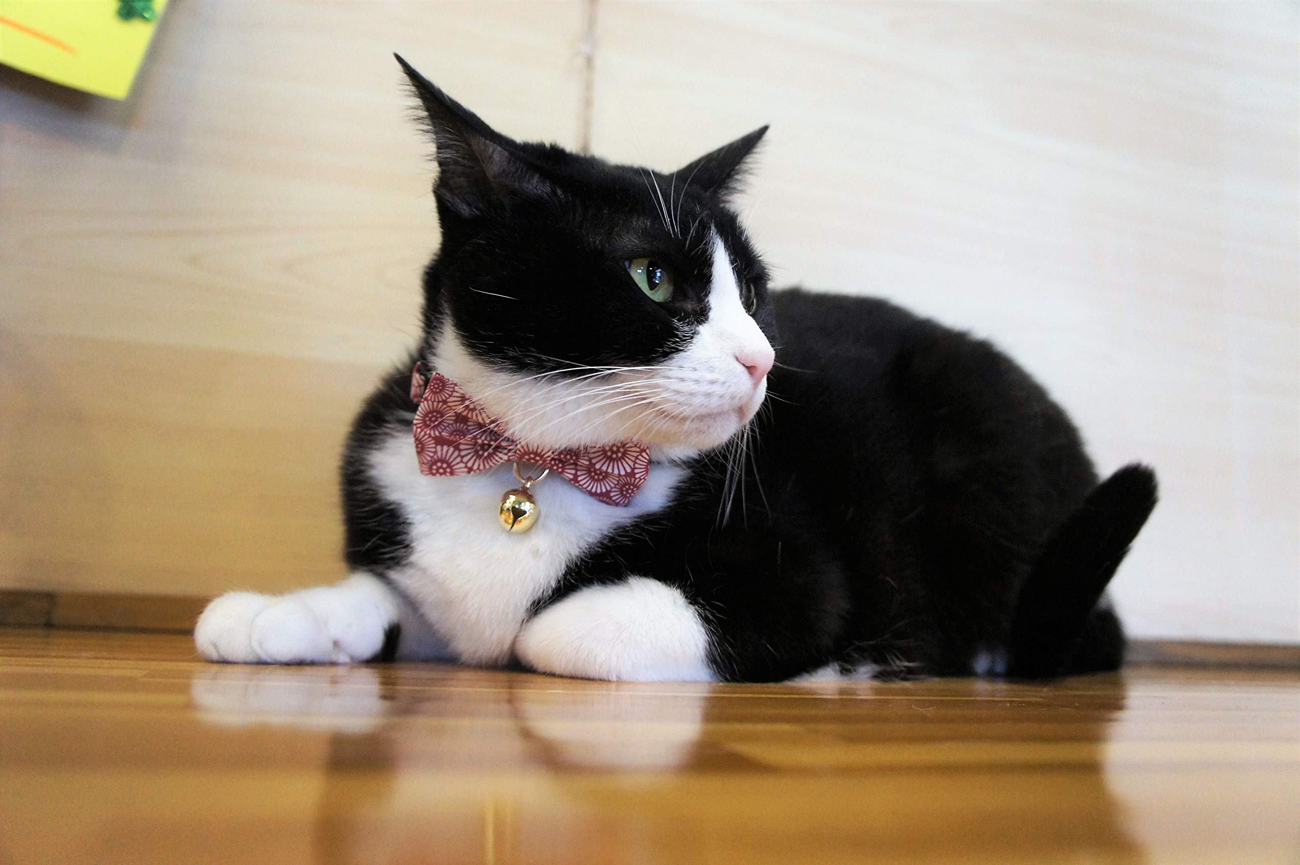 Necoichi Kiku Ribbon Bow Tie Cat Collar for Small Cats - Adjustable & Stylish Red Pet Collar - Perfect for Grooming, Photos & Special Occasions