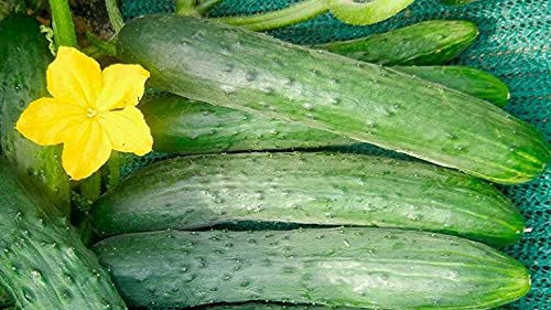 Organic Non-GMO Zozulya F1 Self-Pollinating Cucumber Seeds for Indoor Gardening - Grow Fresh Long Vegetables Year-Round in Containers & Greenhouses