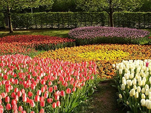 20x30 Inch Laminated Tulip Flower Poster - Vibrant Spring Garden Wall Art Decor for Living Room, Bedroom & Office - Fits Standard Frames