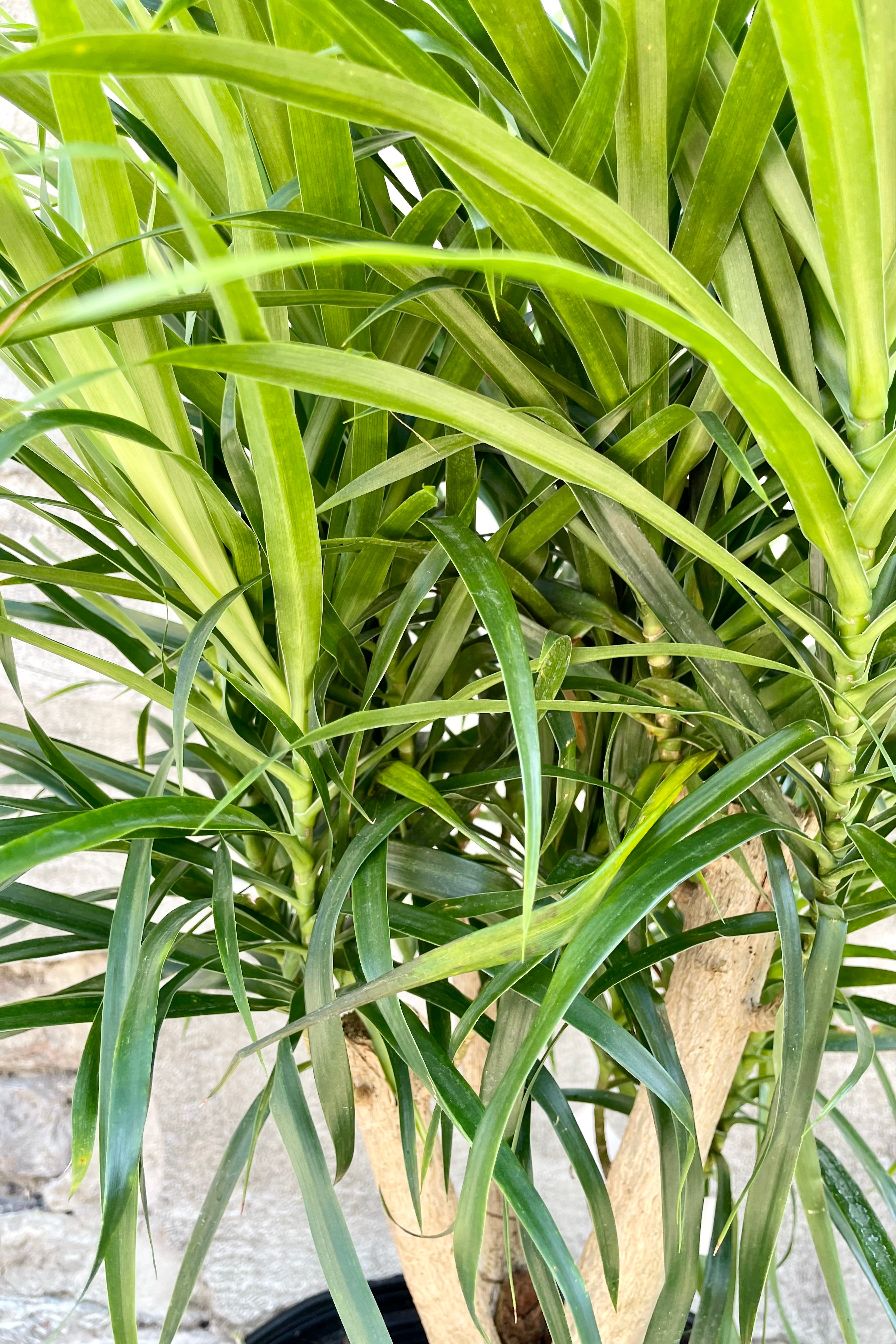 Dracaena 'Anita' 12