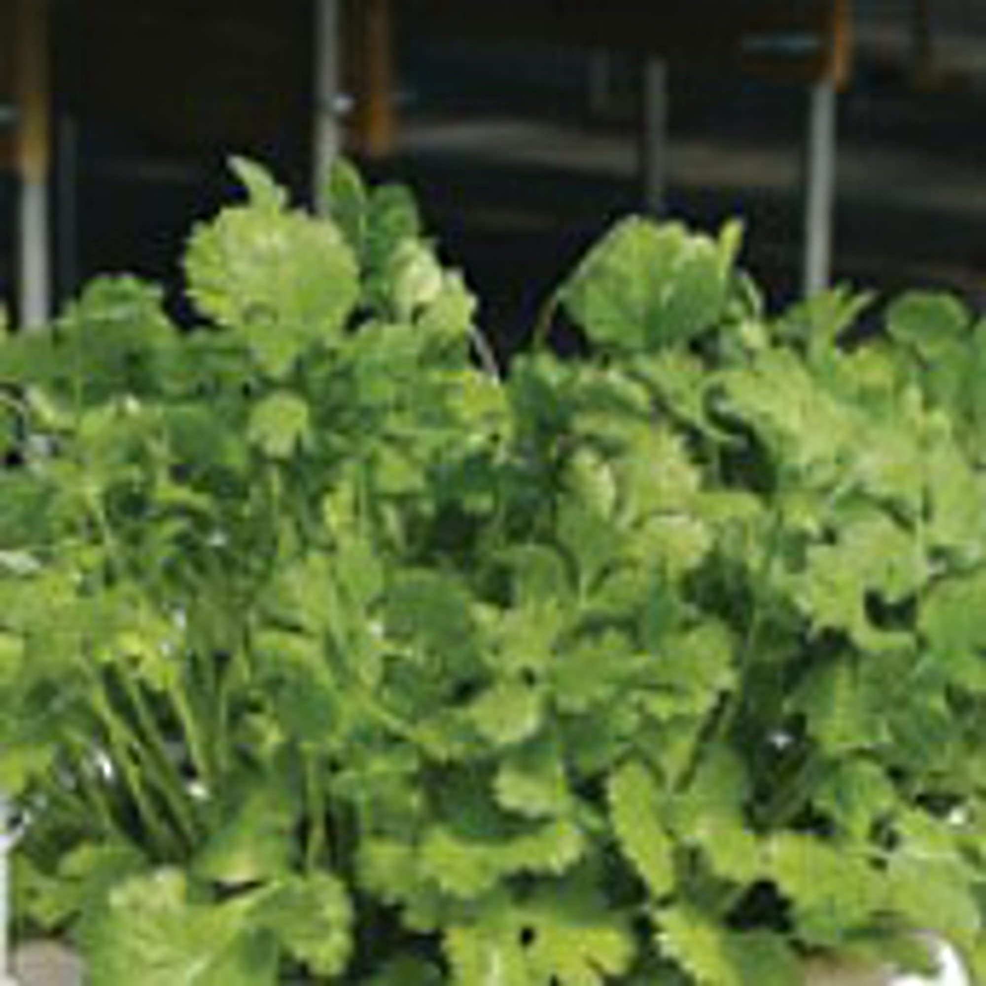 Organic Cilantro Coriander Seeds (20+ Seeds) - Non-GMO, Heirloom Herb Seeds for Planting - Perfect for Home Garden, Greenhouse & Indoor Herb Kits - Grow Fresh Cilantro for Cooking, Salads & Mexican Dishes