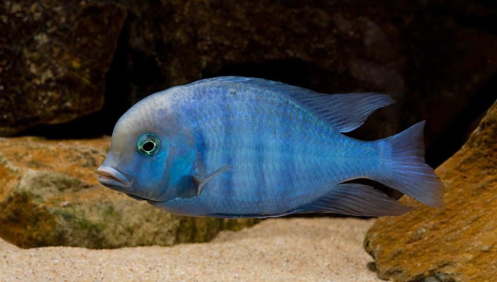 Live Freshwater Aquarium Fish - 3-4