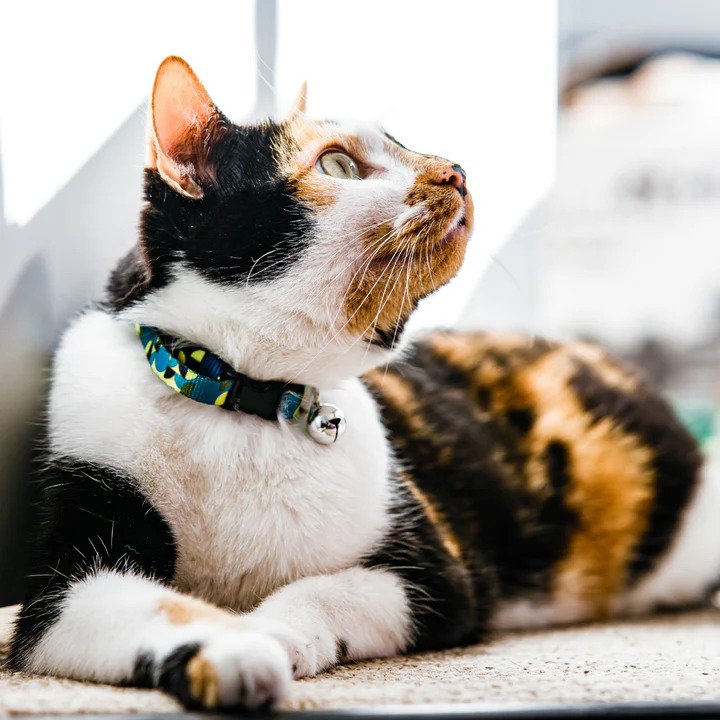 Premium Neko Cat Collar with Bell - Adjustable & Stylish Pet Collar for Cats - Perfect for Indoor/Outdoor Safety & Fashion Accessories