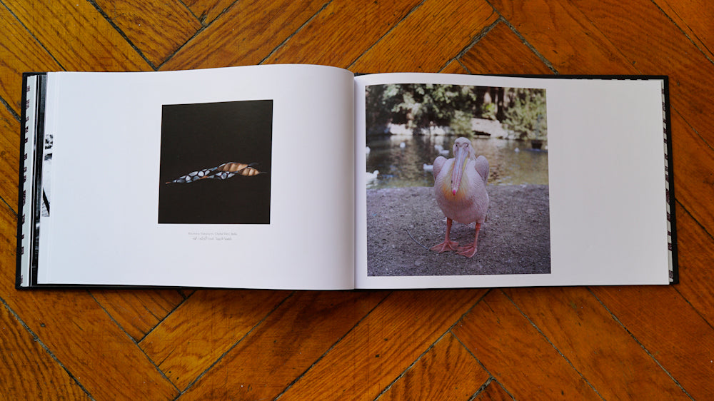 Seeds From The Zoo - Signed Bryony Dunne Book | Botanical Art & Nature Photography | Perfect for Art Collectors & Garden Lovers