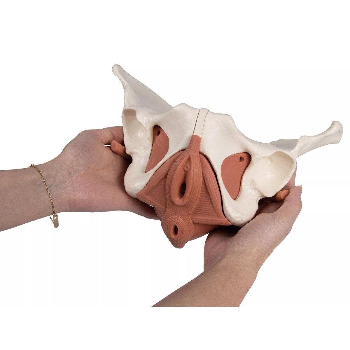12-Part Magnetic Female Pelvic Floor Model - Anatomical Educational Tool for Medical Students & Physical Therapists - Perfect for Classroom Demonstrations & Rehabilitation Training
