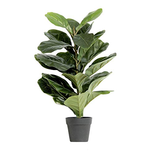 Fiddle Leaf Fig Live Plant - Ficus Lyrata in 4 Inch Pot | Easy to Grow Indoor Houseplant with Air Purifying Benefits | Perfect for Home Decor, Office Spaces & Living Rooms