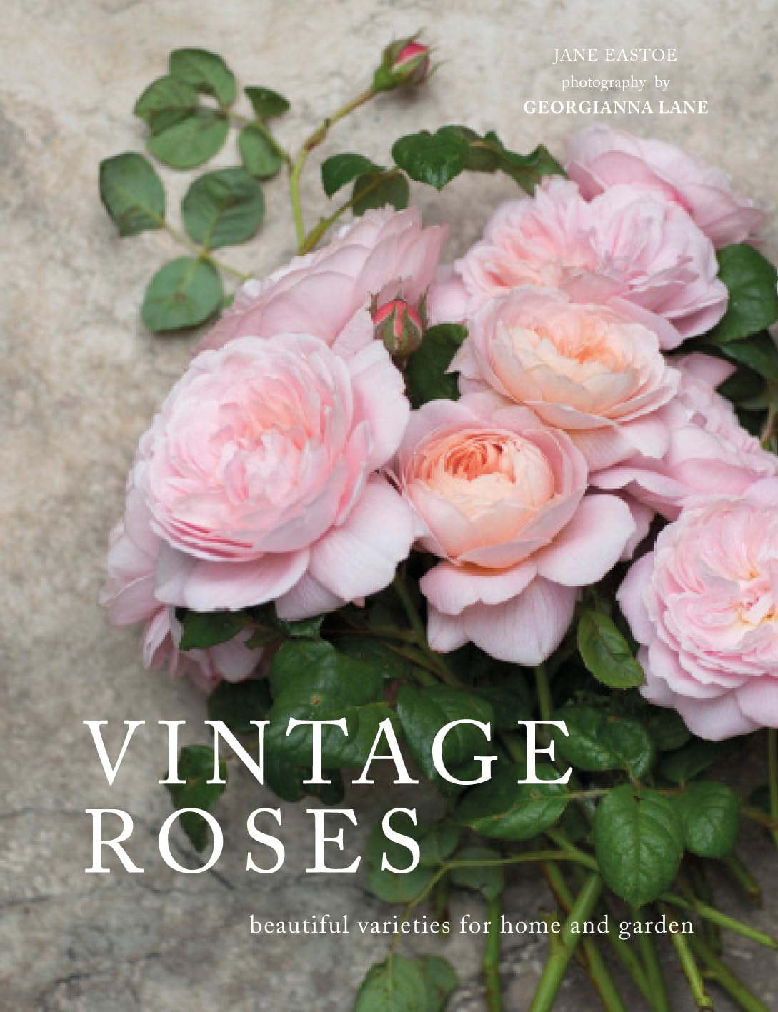 Vintage Roses - Beautiful Rose Varieties for Home & Garden Decor | Perfect for Wedding Bouquets, Landscaping & Floral Arrangements