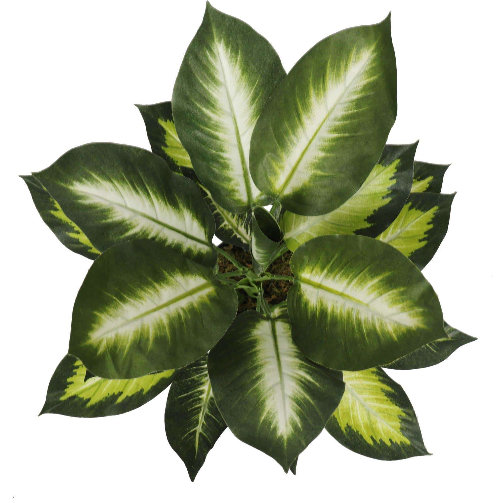 Dieffenbachia Leopard Lily Houseplant in 40cm Pot - Perfect for Home & Office Decor, Air Purifying Indoor Plant