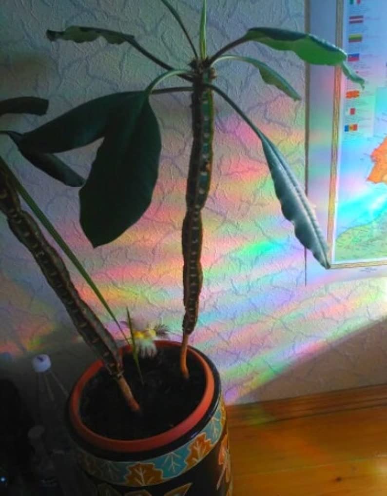 Butterfly Rainbow Window Suncatchers - Vibrant Decals & Clings for Home, Office, and Kids' Room Decor