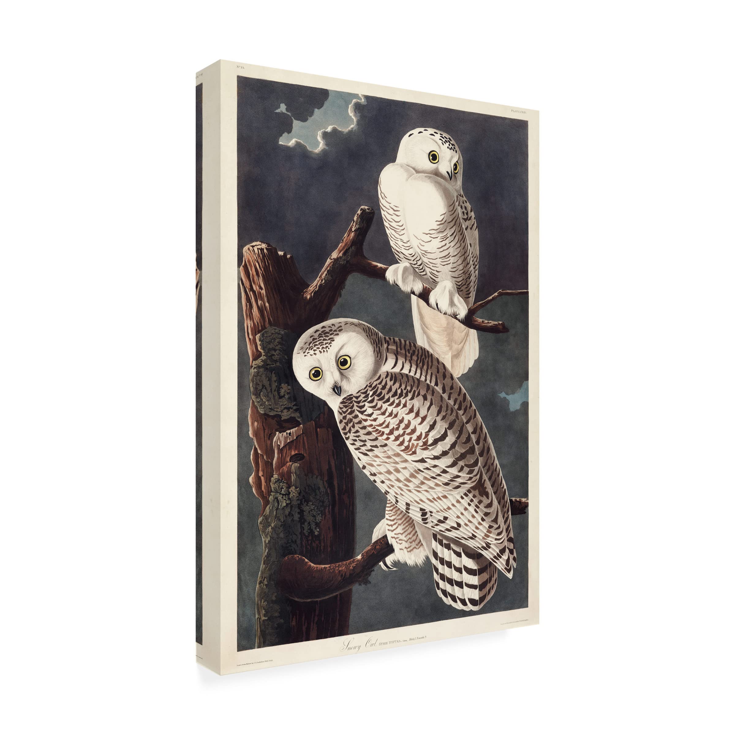 John James Audubon 'Snowy Owl' Canvas Art Print - 12x19 Inches - Premium Wildlife Wall Decor for Living Room, Bedroom & Office