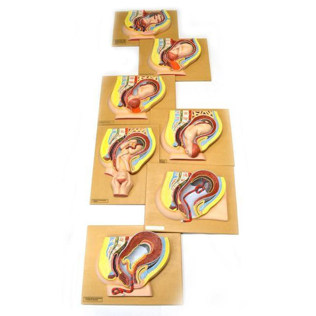 7 Stages Fetal Development Model - Pregnancy Education & Baby Growth Demonstration for Medical Students, Parents & Educators