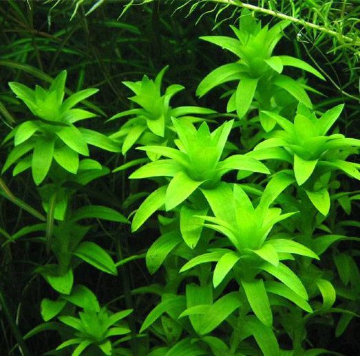 TCulture Tonina Fluviatilis Live Aquarium Plant - Freshwater Aquatic Plant for Fish Tank Decoration | Perfect for Aquascaping, Shrimp Tanks & Planted Aquariums